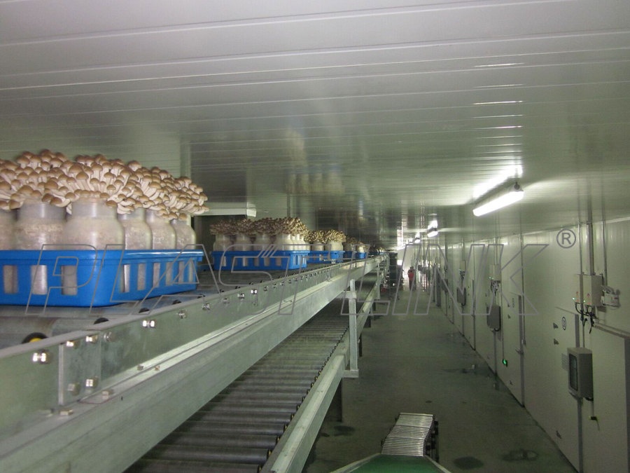 Mushroom production line application